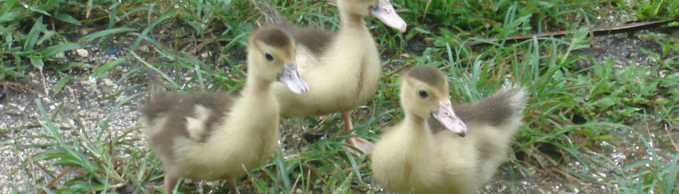 baby ducks, three ducks