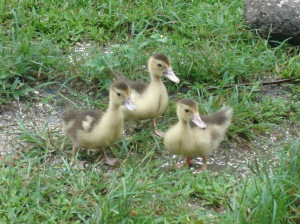 baby ducks, three ducks